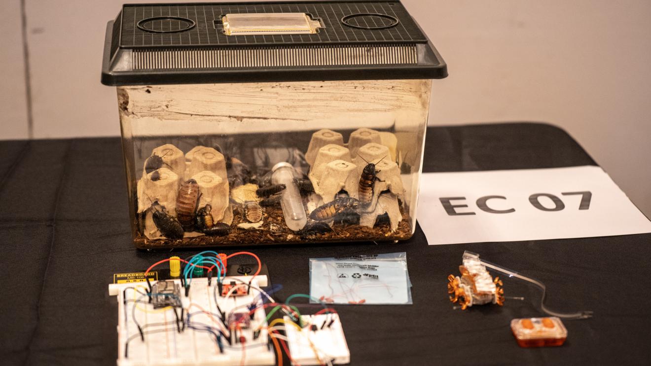 cockroaches and electrodes on a table