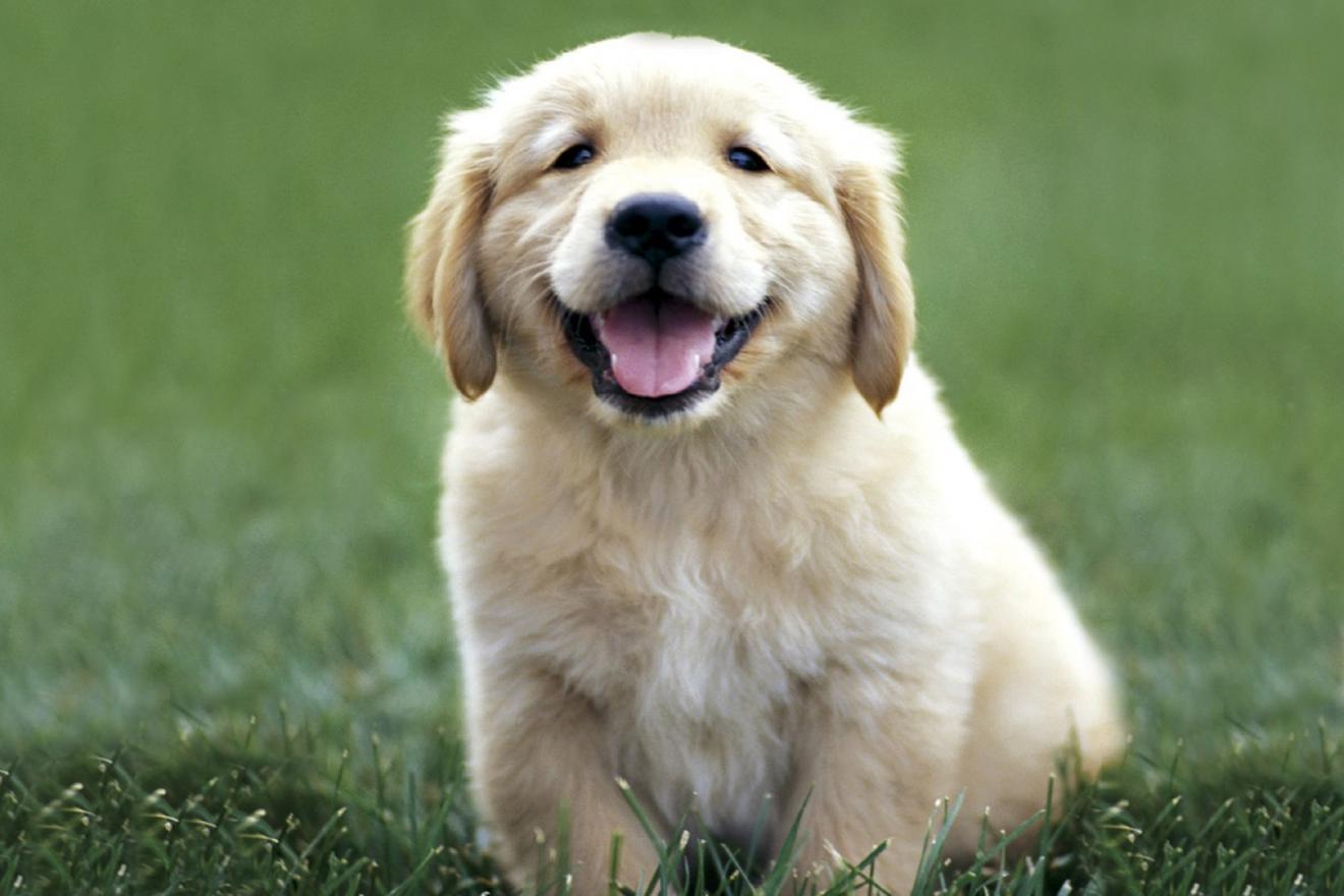 a happy golden retriever puppy