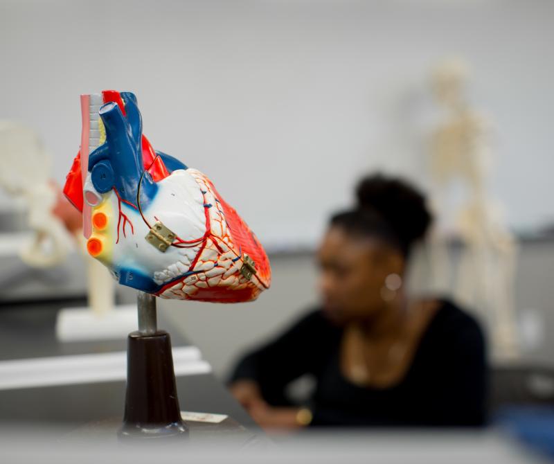 A student works in the background and in the foreground is a model of a human heart