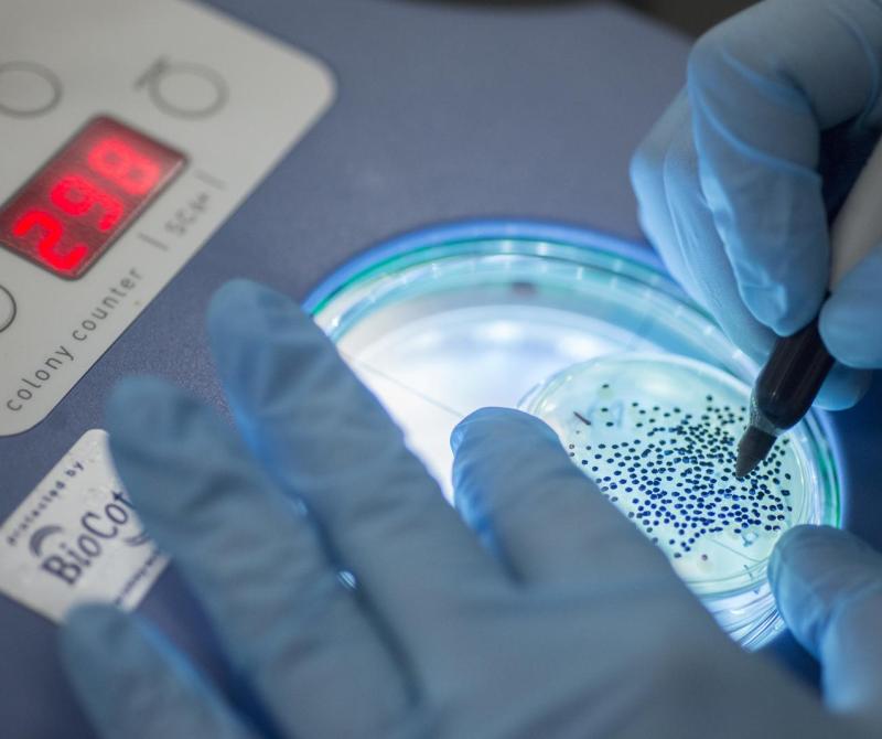 A student wearing gloves works with a Petri dish under a microscope