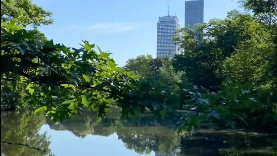 city buildings in the background of a picture of a river and trees