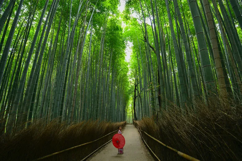 A bamboo forest which a woman holding a red umbrella 