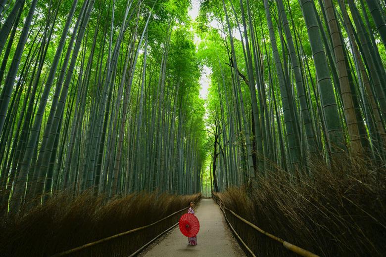 A bamboo forest which a woman holding a red umbrella 