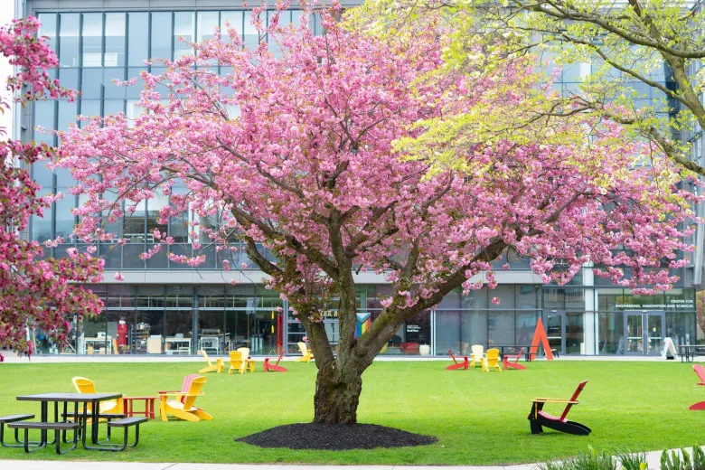Wentworth campus in spring time with the cherry blossoms blooming