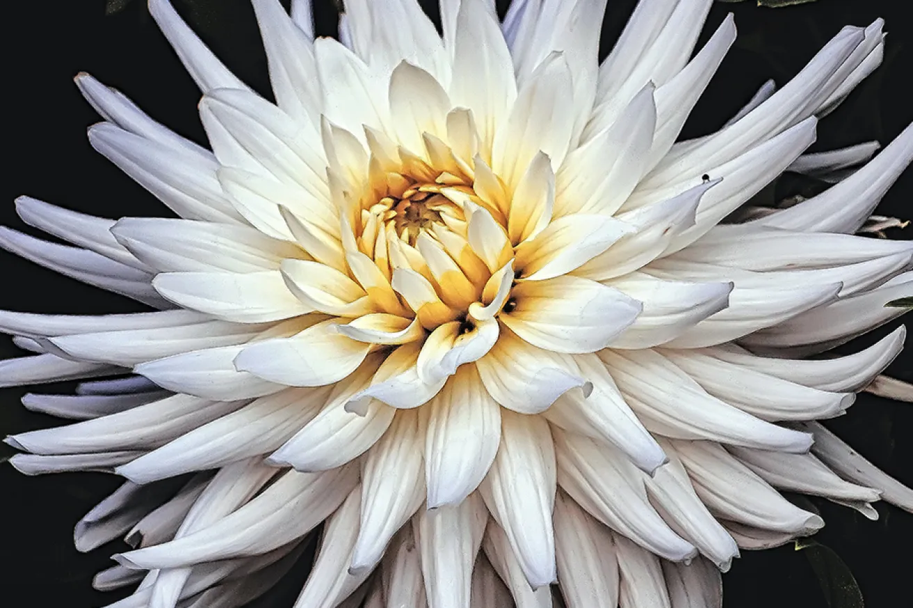 A close up of a white flower