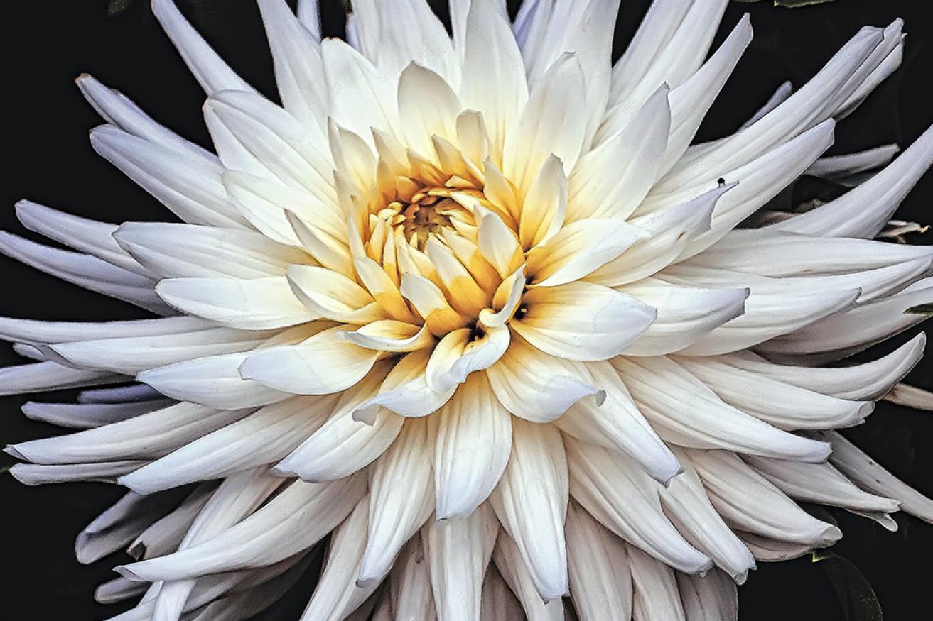 A close up of a white flower