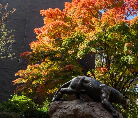 colorful tree in autumn behind a leopard statue