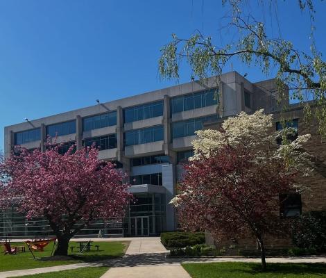 tree with pink spring flowers in bloom
