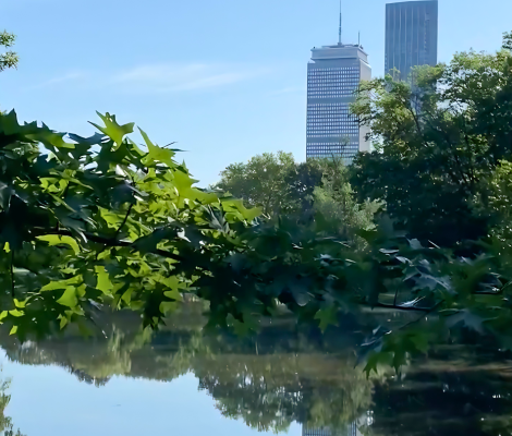 city buildings in the background of a picture of a river and trees