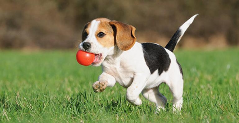 dog running with a red ball in its mouth