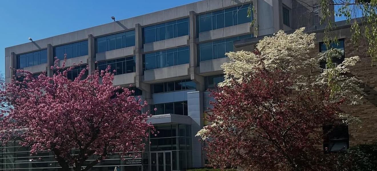 tree with pink spring flowers in bloom
