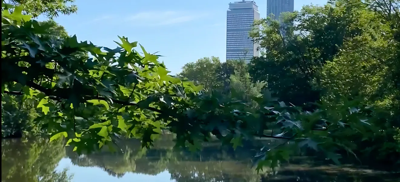 city buildings in the background of a picture of a river and trees