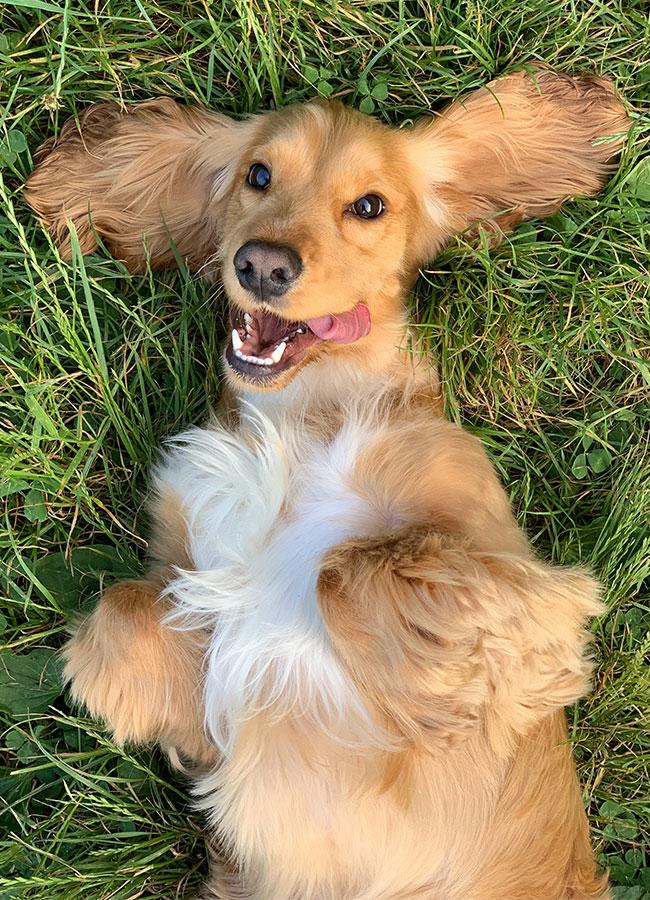 A dog on its back in the grass